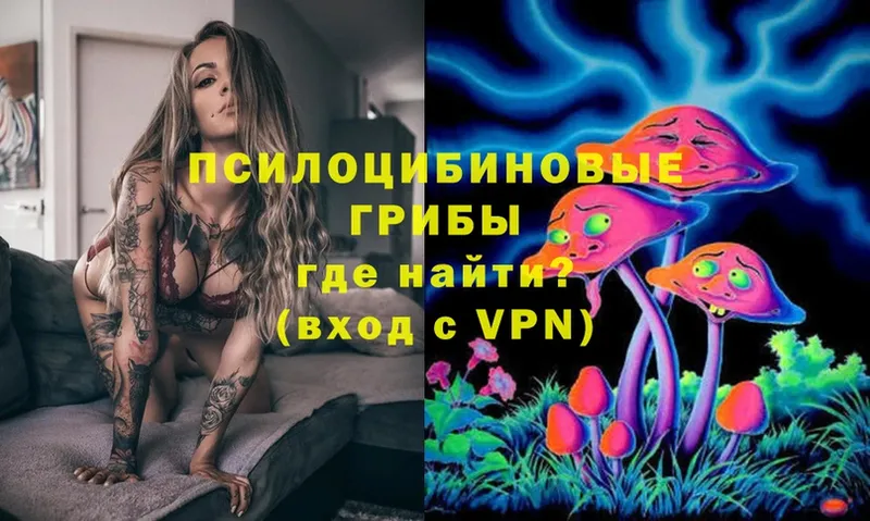 где продают   Олонец  Галлюциногенные грибы Magic Shrooms 